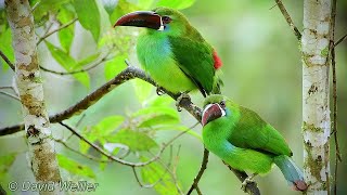 Meet the CrimsonRumped Toucanets [upl. by Seto]