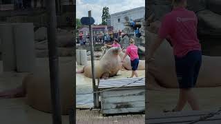 Dolfinarium Video3 Harderwijk Netherlands [upl. by Pesvoh]