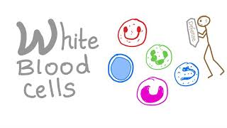 White Blood Cells WBCs  Your body’s Defense  Hematology [upl. by Alvina]