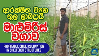 ආරක්ෂක බෝග වගාවProtected CulturePolytanal BSTpractical greenhouse මාළුමිරිස් [upl. by Gord]