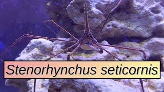 Stenorhynchus seticornis  Scheda allevamento [upl. by Nicolau]