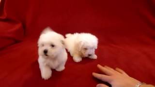 Regalo cuccioli di Maltese toy taglia piccola [upl. by Sueaddaht]