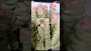 Fasciated Haworthia succulent plants viral trending [upl. by Datha]