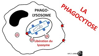 Immunité innée phagocytose et cellule présentatrice dantigène [upl. by Ignacio905]