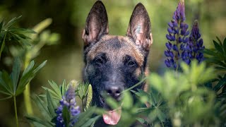 Haustierfotografie mit Tanja Brandt CreateYourLight [upl. by Nanyt]