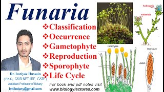 Funaria Life Cycle Gametophyte Sexual reproduction Fertilization funaria bryophytes bscbotany [upl. by Suoivatnod510]