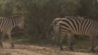 Zebra Breeders in Utah  Americas Heartland [upl. by Ahsinik]