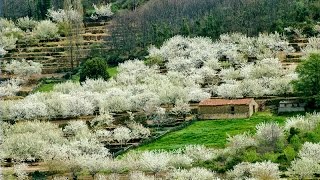 Cerezo en Flor Valle del Jerte Fiesta de Interés Turístico Nacional [upl. by Alesandrini915]