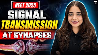 Signal Transmission at Synapses  Neural Control and Coordination NEET 2025  Apeksha Singh neet [upl. by Mcquoid]