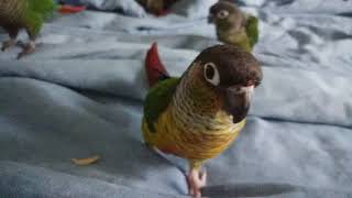 Green Cheek Conure Family Making Weird Noises [upl. by Nothsa]