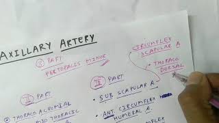 Basilar Artery  Anatomy Branches amp Relations [upl. by Sjoberg]