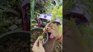 Melaleuca bracteata johannesburg gold plant grows with branch  nature  viral short [upl. by Rabi253]