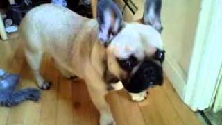 French Bulldog Head Tremor [upl. by Elmer994]