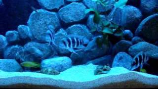 Voted Best African Tanganyika Cichlids Aquarium [upl. by Luapsemaj]