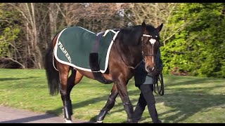 Juddmonte Farms  Behind The Scenes with Frankel and Kingman [upl. by Marketa500]