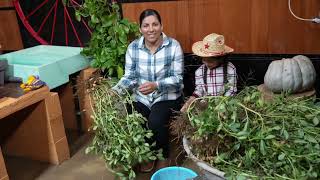 Cacahuates Cocidos Con Chile Y Limon De Nuestra Cosecha [upl. by Renata]