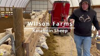 Wilson Farms  Katahdin Sheep [upl. by Dirfliw257]