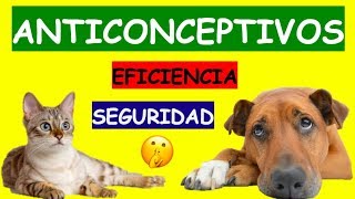 COMO EVITAR QUE MI MASCOTA QUEDE PREÑADA ANTICONCEPTIVOS [upl. by Lamaaj]