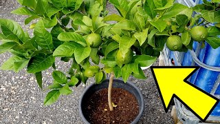 REVELAN como HACER que tus CÍTRICOS tengan frutos en pocas semanas Trucos para limoneros  Plantas [upl. by Hartwell970]