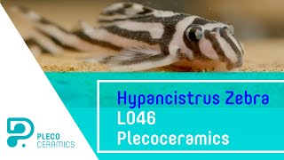 Hypancistrus Zebra L046 Plecoceramics [upl. by Galateah542]