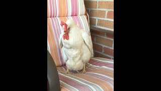 My chicken laid an egg right in front of us [upl. by Vargas235]