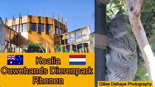 quotKoaliaquot Koalahuis  Koala House Full Tour  Ouwehands Dierenpark Rhenen 2024 [upl. by Vincenty]