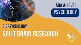 Split Brain Research  Biopsychology  ALevel Psychology [upl. by Erolyat938]