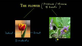 The flower  Morphology of flowering plants  Biology  Khan Academy [upl. by Mavis]