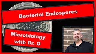 Bacterial Endospores Microbiology [upl. by Bratton]