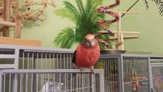 My Australian Grass Parakeets Rosey Bourkes Elegant and Scarlet Chested Parakeet [upl. by Johny]