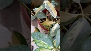 schefflera plant care less water  place indoor indoorplant foryou flowerviral garden viral [upl. by Aihsaei860]