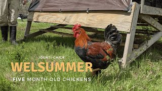 Welsummer 5MonthOld Chickens [upl. by Terencio427]