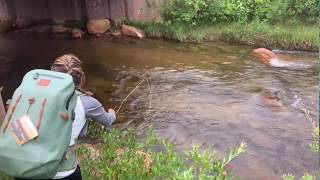 Dry Fly Fishing Rocky Mountain National Park on Fall River Colorado August 2019 [upl. by Aelsel]