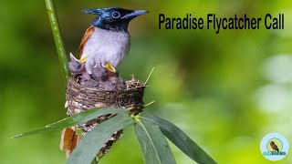 Paradise Flycatcher Call  Male amp Female voice। USP BIRDS । Wildlife Photography । Ujjal Sarkar [upl. by Ihcekn429]