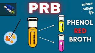 PRB  Phenol Red Broth Test  Microbiology Lab [upl. by Lotus]