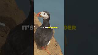 Puffin  interesting facts you didn’t know [upl. by Llib]