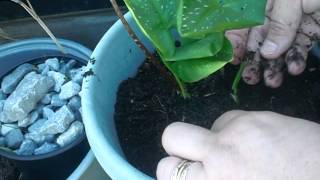 Calla Lily  Repotting [upl. by Nagyam444]