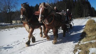 Neues vom Pferdehof Scholz 011 Rassenvorstellung Teil 1 DAS REIHNISCH DT KALTBLUT [upl. by Otrevlig]