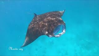 Maldives Vilamendhoo snorkeling [upl. by Viole]