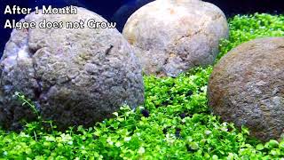 BEST FRESHWATER ALGAE EATERS For Aquarium Aquascape [upl. by Leesa]