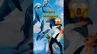 Unlocking the Secrets of Dolphin Intelligence 🌊🐬 SmartAnimals MarineLife DolphinFacts [upl. by Bale614]