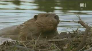 Biber fällt einen Baum  Beaver fells a tree [upl. by Imrots938]