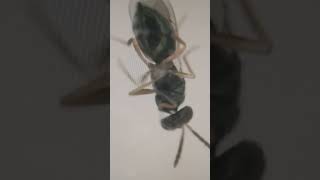 Under Microscope Parasitoids Parasitic Chalcid Wasps Eulophidae Kyìv Ukraine Live 28Febr2023 [upl. by Yug939]