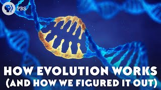 How Evolution Works And How We Figured It Out [upl. by Nodal]