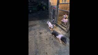 Piggies on the run farming pig piggy funnyshorts funnyanimals [upl. by Eleni496]