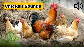 Chicken Sounds  Rooster and Hen Sound  Hen Video [upl. by Nabla]