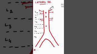 ABDOMINAL AORTA Branches [upl. by Amol]