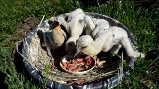 Mesterségesen keltetett fehér gólya fiókák etetése Feeding of White Stork chicks [upl. by Milson7]