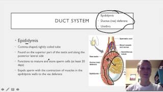 Continuous Murmur with Restrictive Patent Ductus Arteriosus [upl. by Lichtenfeld301]