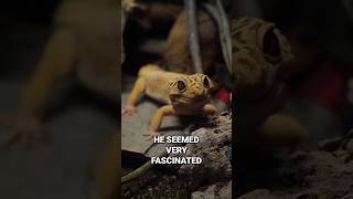 Leopard Gecko Experiences A Sunrise For The First Time [upl. by Yrnehnhoj]